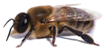 BEEPOKS.fi