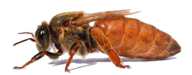 BEEPOKS.fi