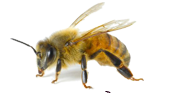 BEEPOKS.fi